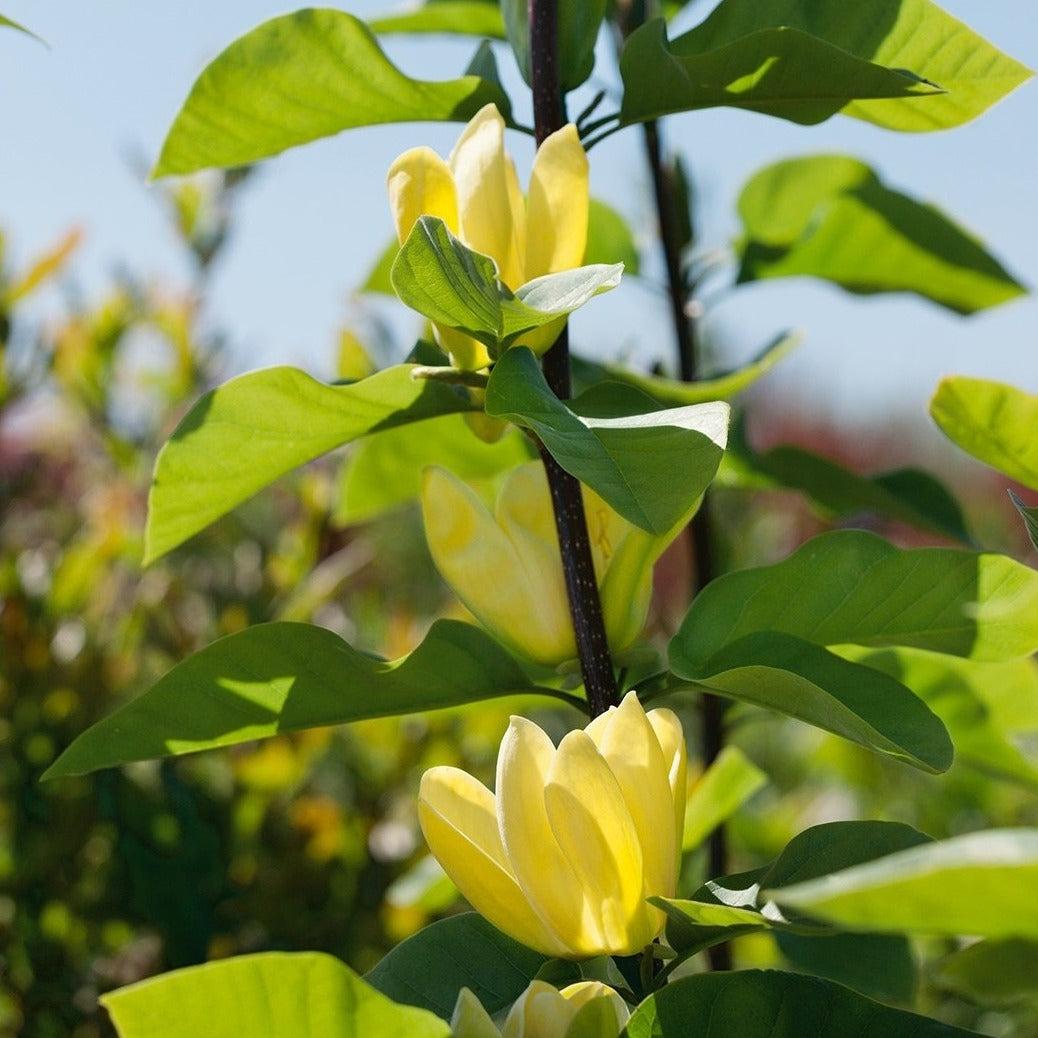 Magnolia Acuminata Yellow Bird Single Stem - View 10 from www redcrocus com