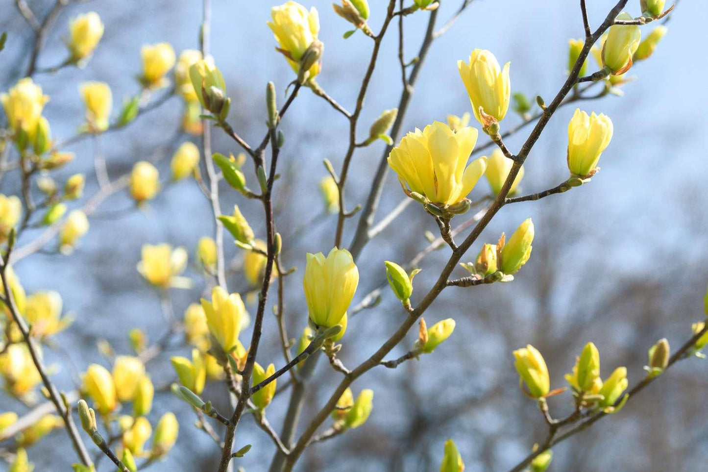 Magnolia Acuminata Yellow Bird Single Stem - View 12 from www redcrocus com