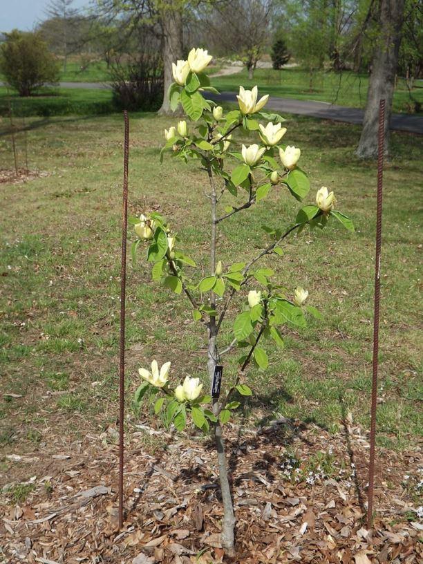 Magnolia Acuminata Yellow Bird Single Stem - View 13 from www redcrocus com