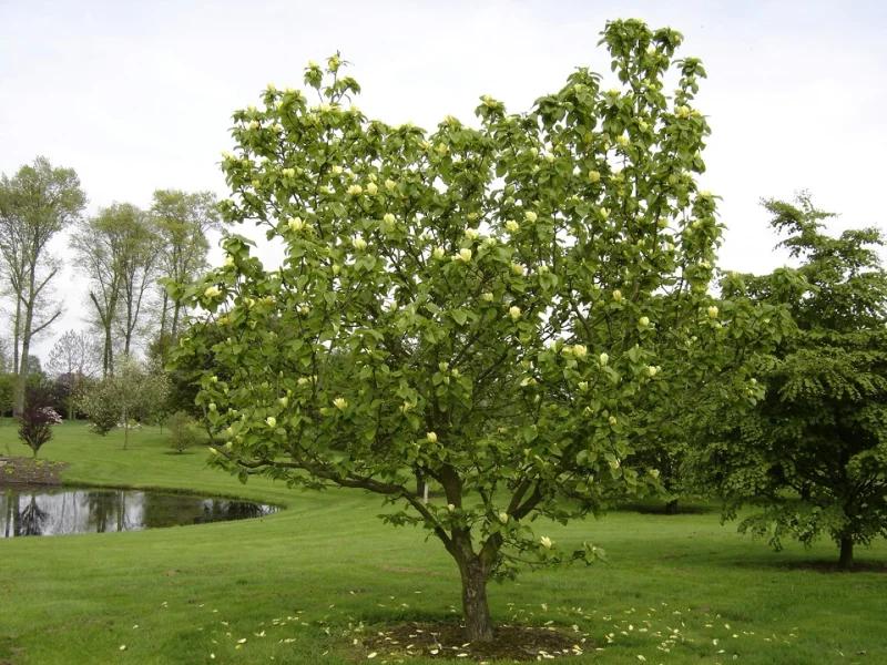 Magnolia Acuminata Yellow Bird Single Stem - View 15 from www redcrocus com