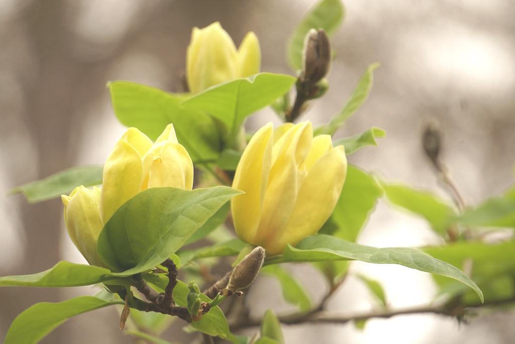 Magnolia Acuminata Yellow Bird Single Stem - View 16 from www redcrocus com