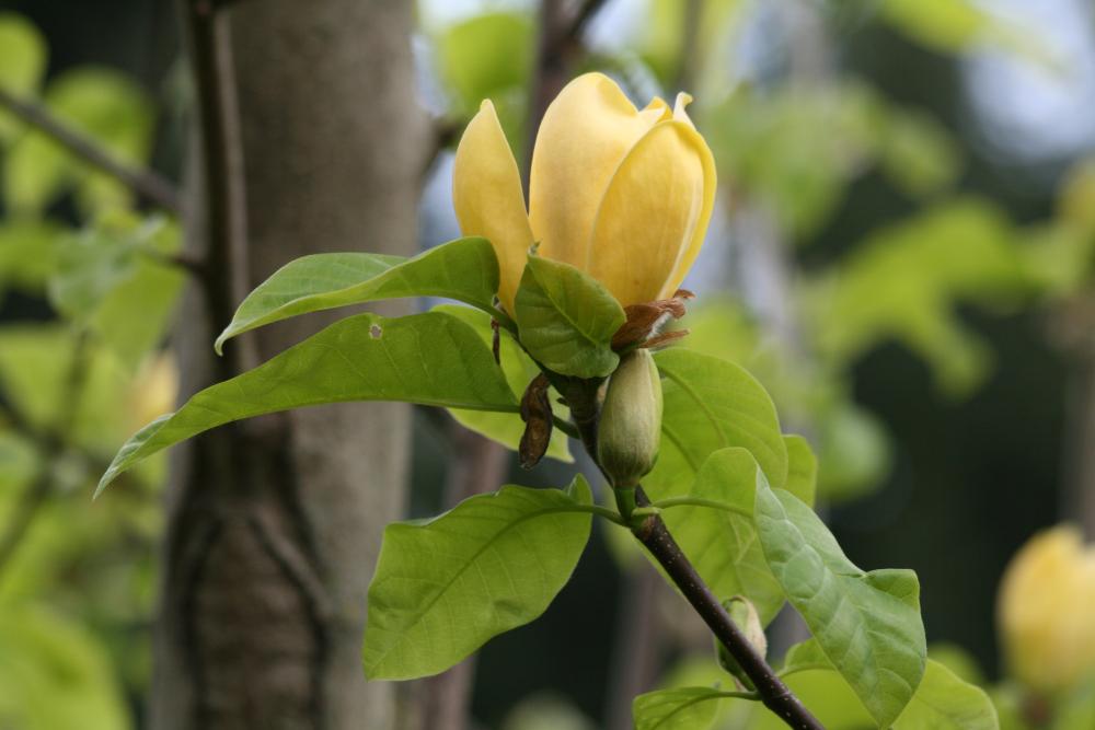 Magnolia Acuminata Yellow Bird Single Stem - View 17 from www redcrocus com