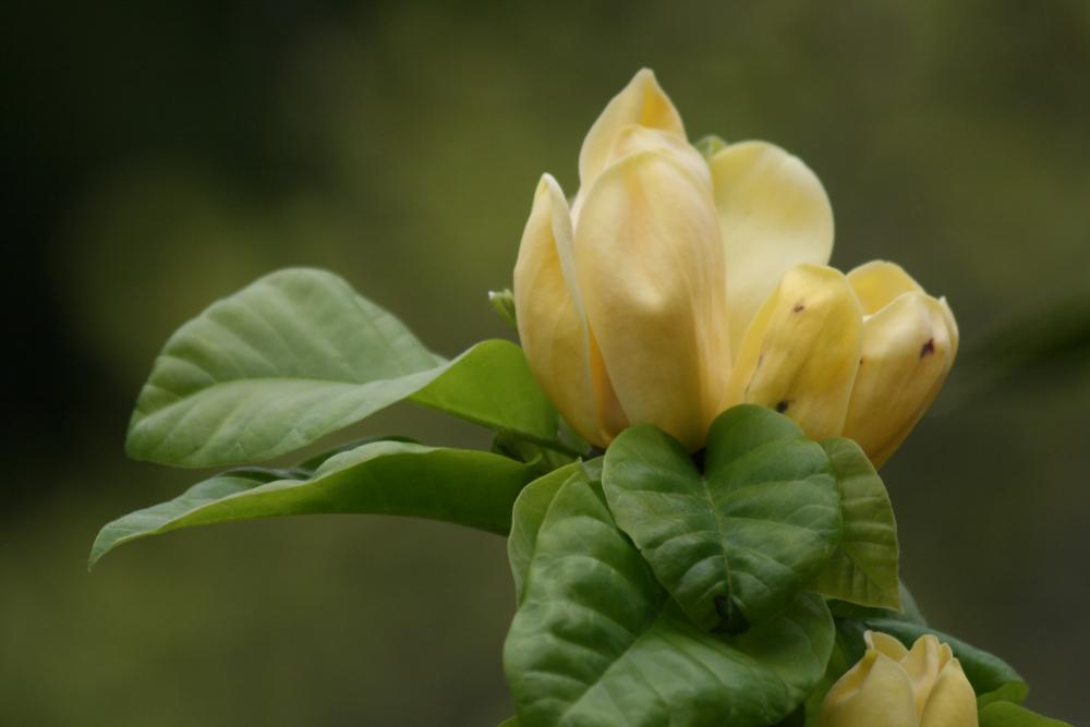 Magnolia Acuminata Yellow Bird Single Stem - View 18 from www redcrocus com