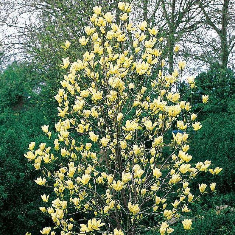 Magnolia Acuminata Yellow Bird Single Stem - View 2 from www redcrocus com