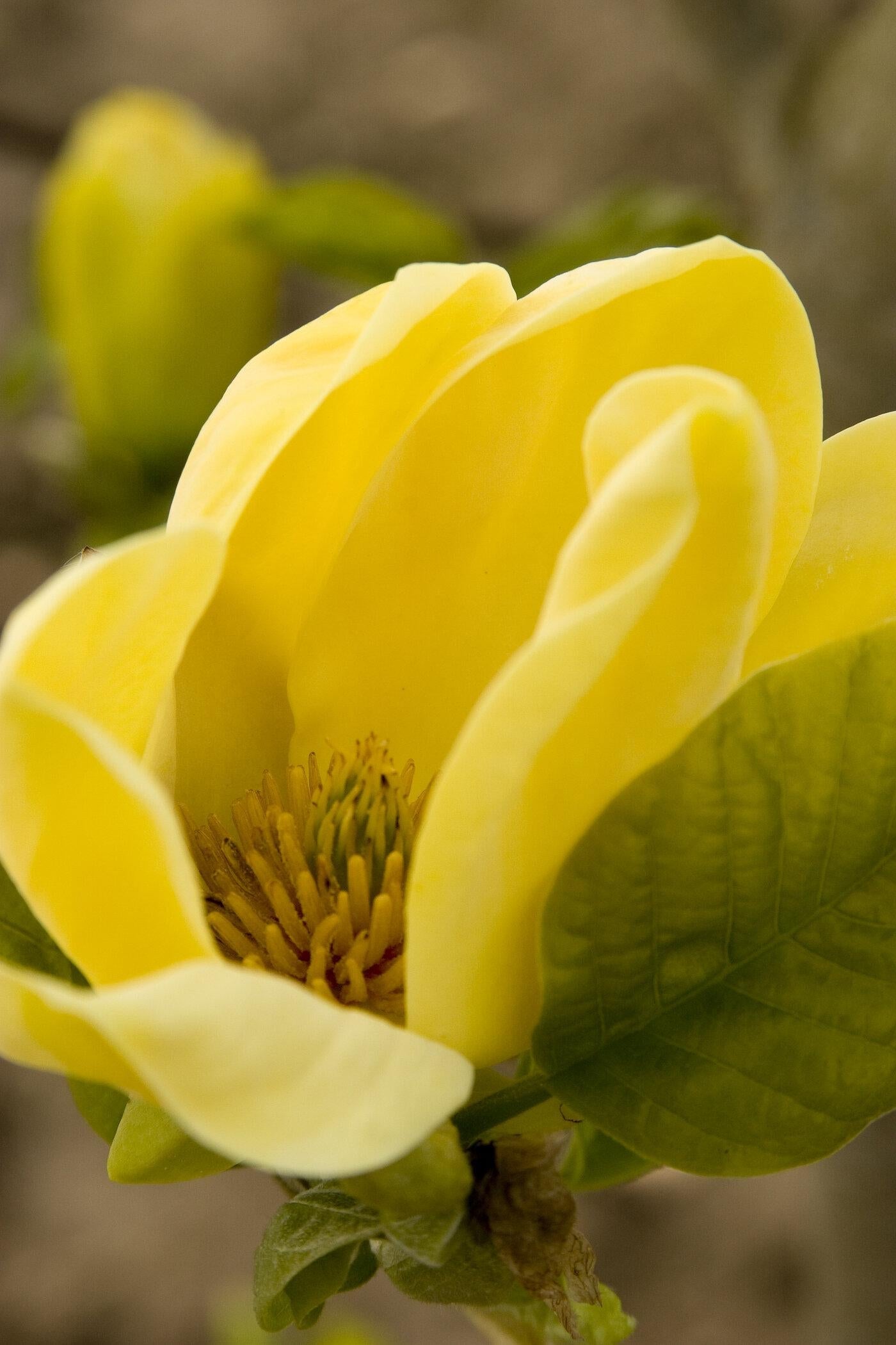 Magnolia Acuminata Yellow Bird Single Stem - View 3 from www redcrocus com