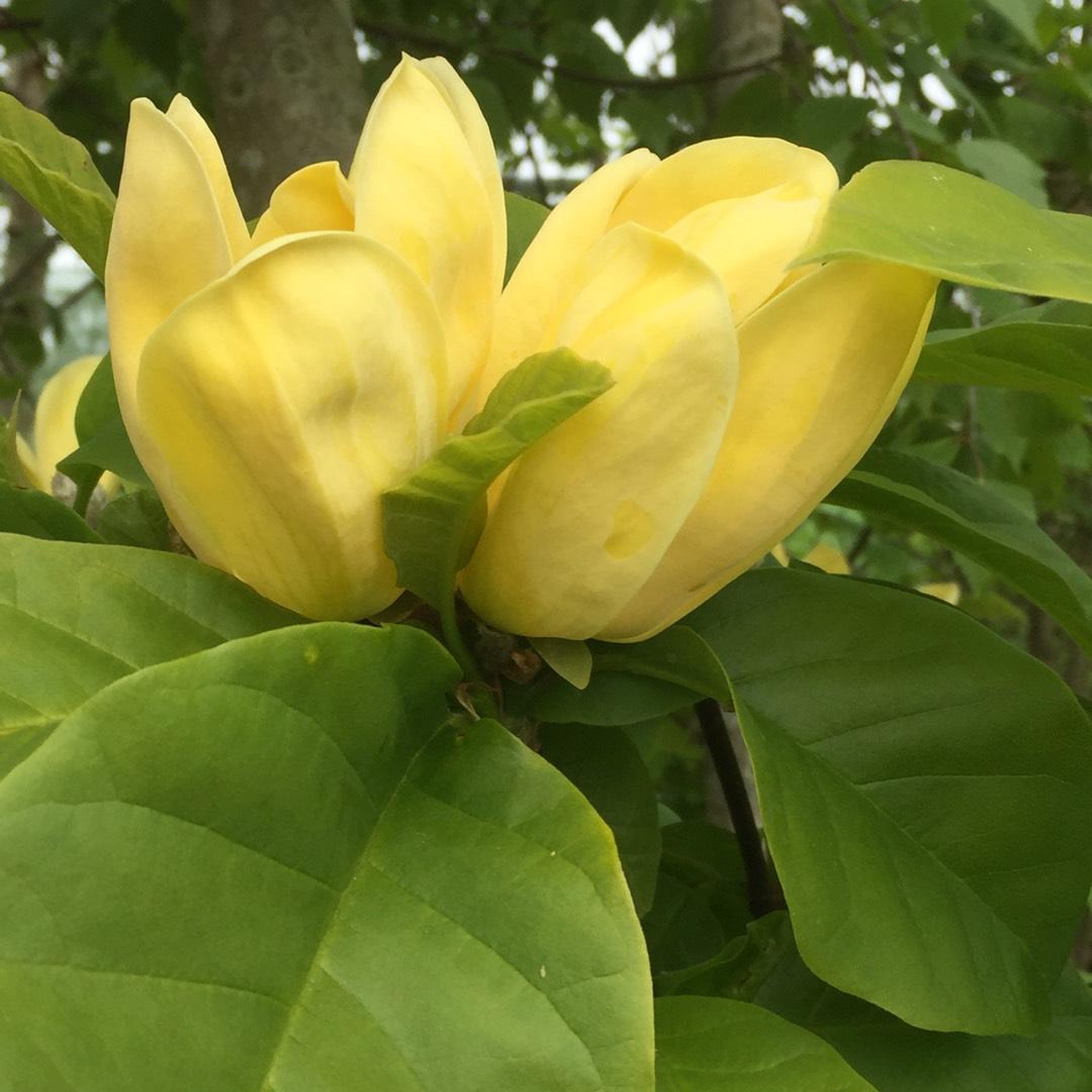 Magnolia Acuminata Yellow Bird Single Stem - View 4 from www redcrocus com