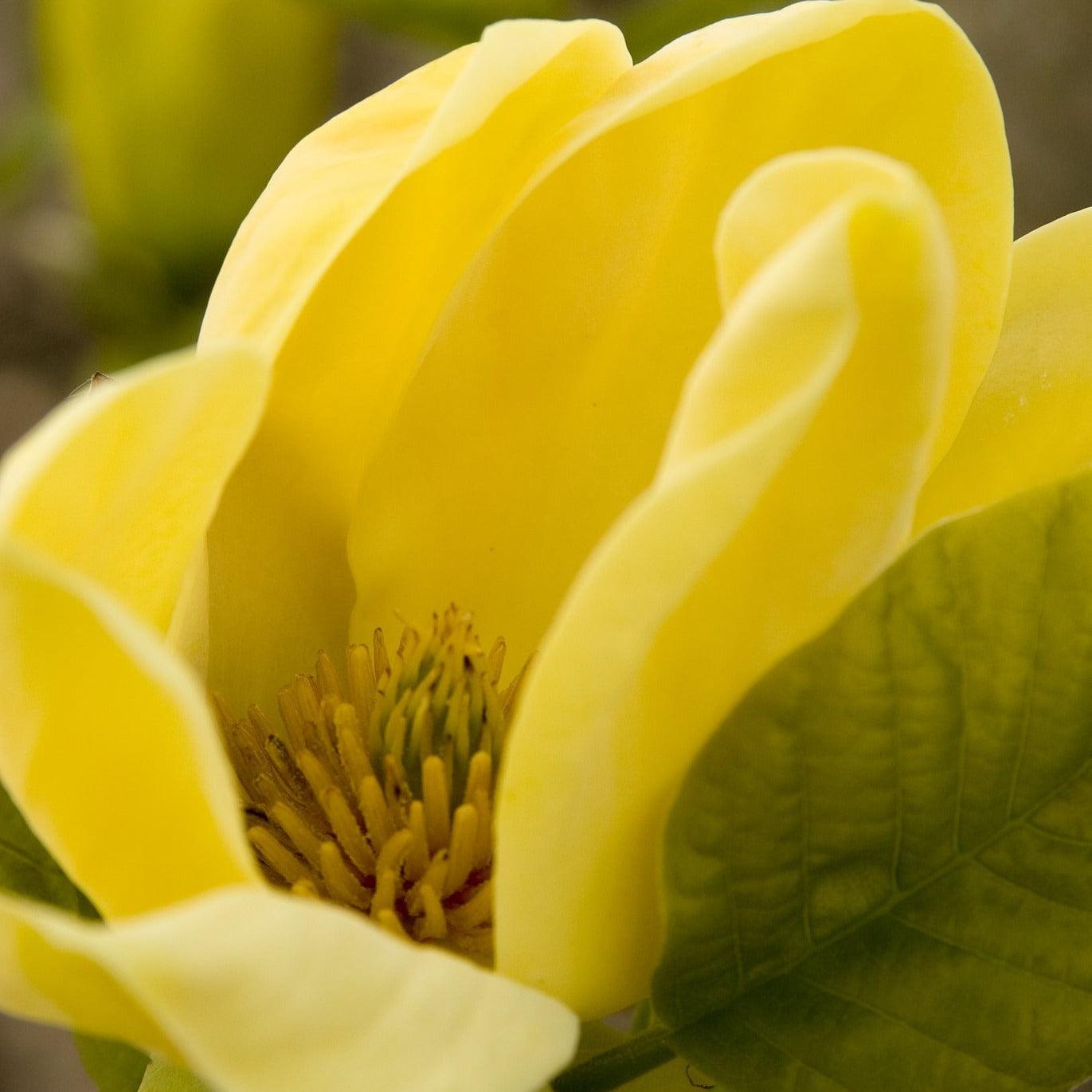 Magnolia Acuminata Yellow Bird Single Stem - View 6 from www redcrocus com