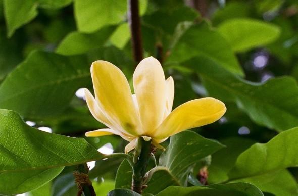 Magnolia Acuminata Yellow Bird Single Stem - View 8 from www redcrocus com