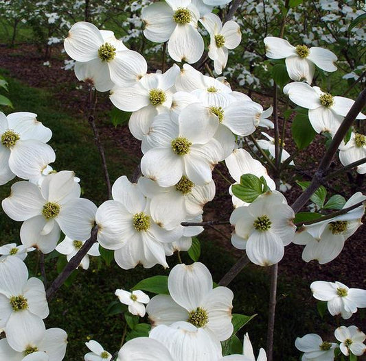 Cornus Florida Appalachian Joy Single Stem - View 1 from www redcrocus com