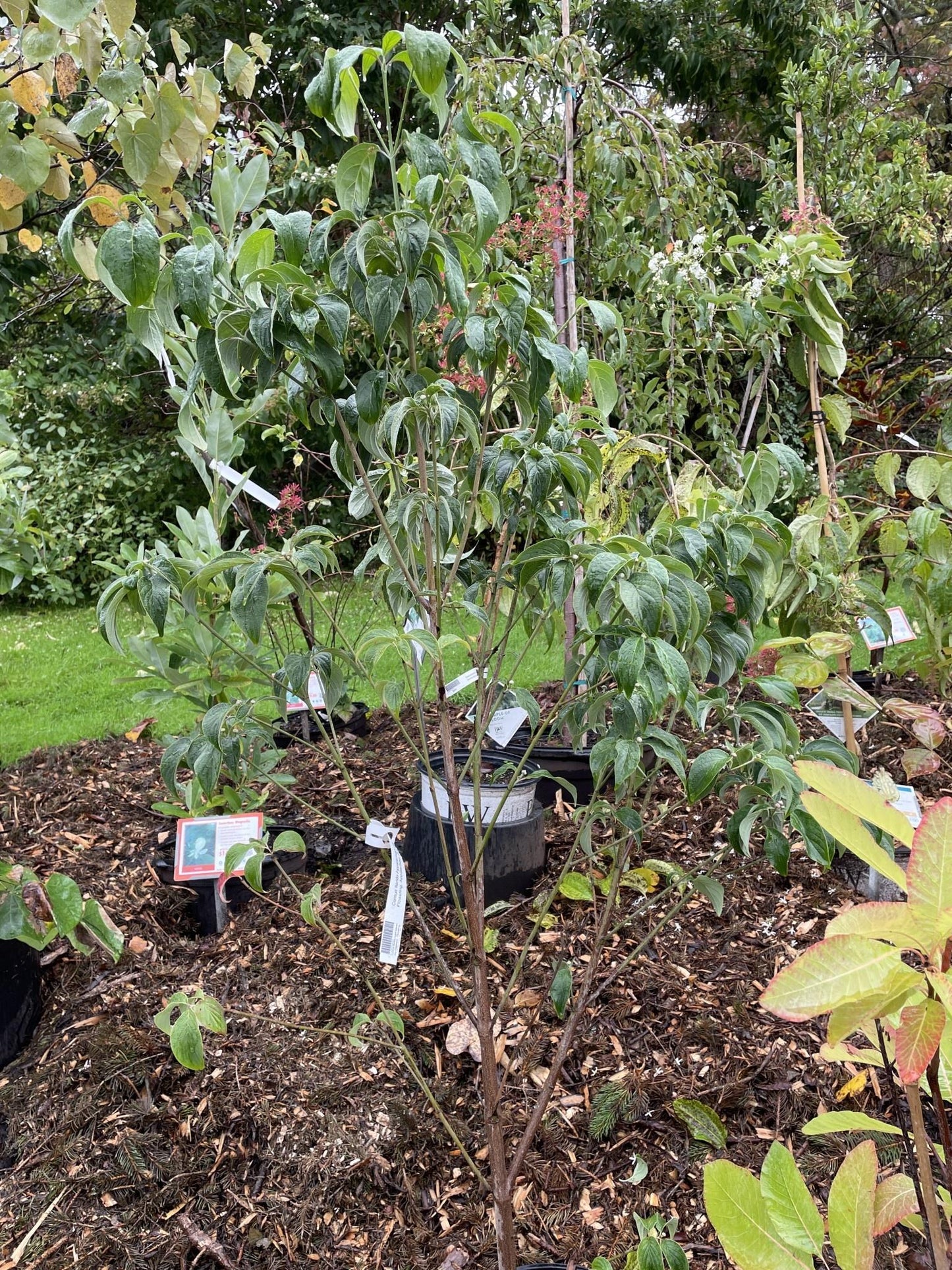Cornus Florida Appalachian Joy Single Stem - View 4 from www redcrocus com