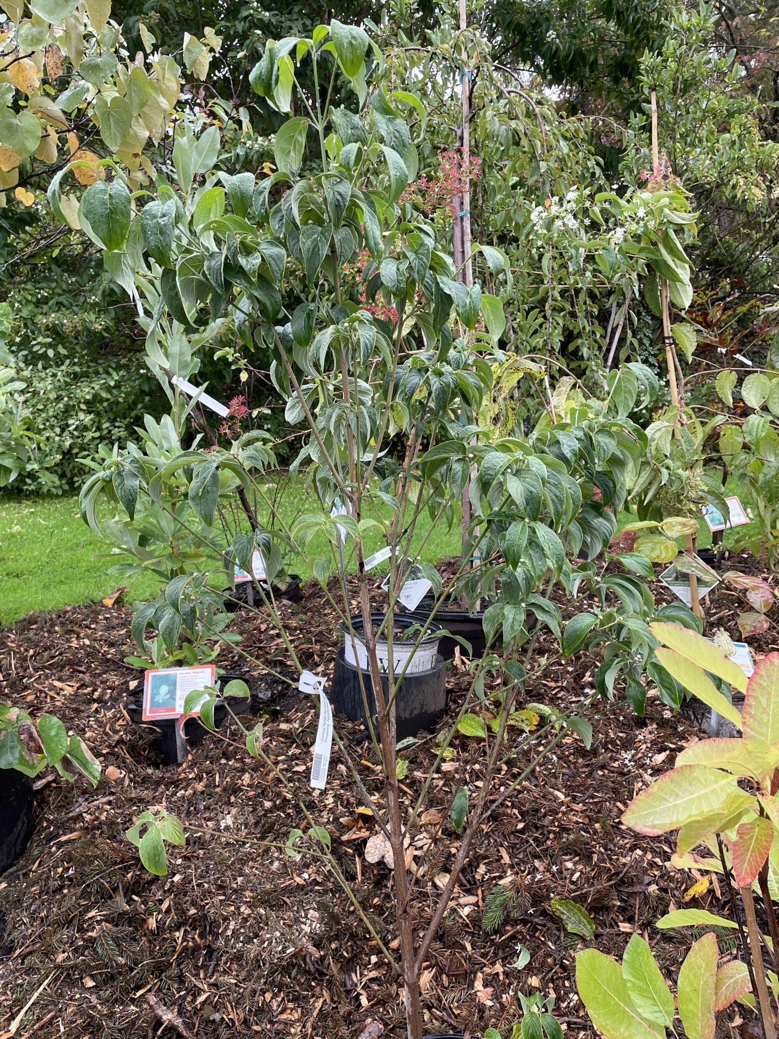 Cornus Florida Appalachian Joy Single Stem - View 4 from www redcrocus com