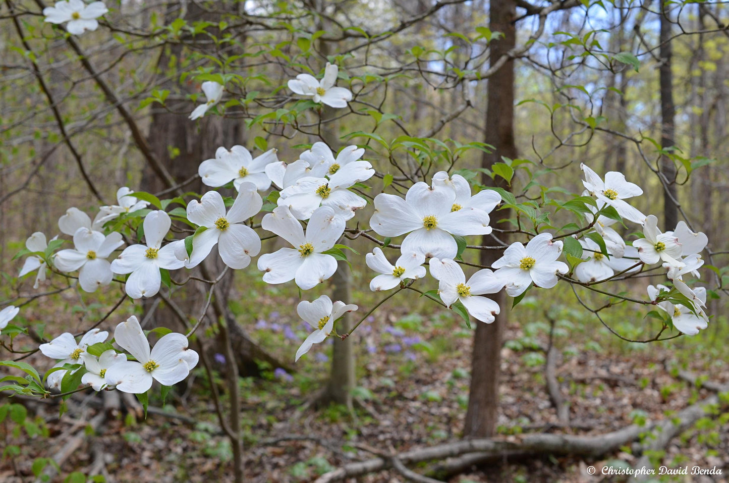 Cornus Florida Rivendell Snowfall Single Stem - View 10 from www redcrocus com