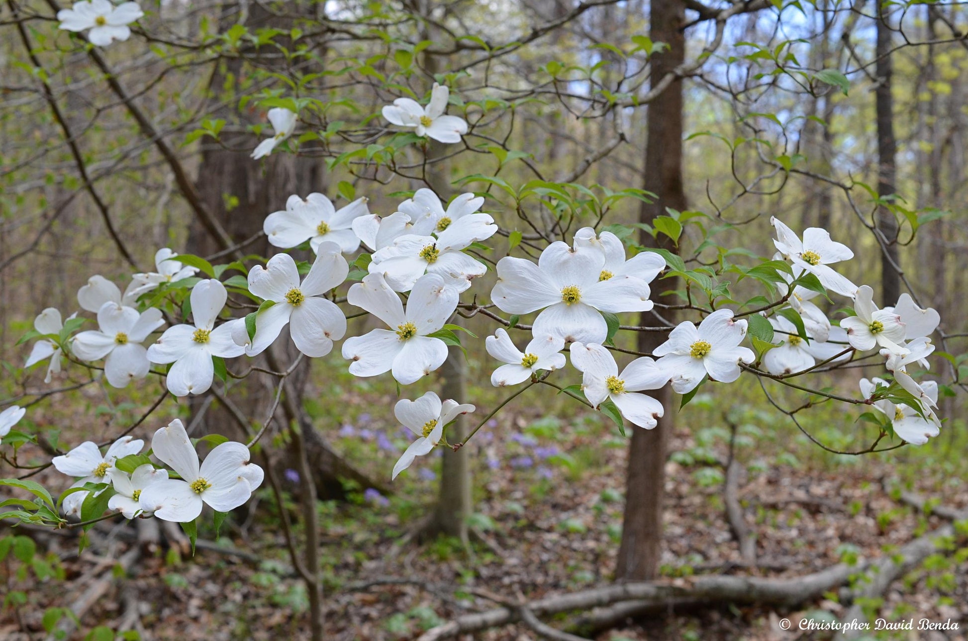 Cornus Florida Rivendell Snowfall Single Stem - View 10 from www redcrocus com