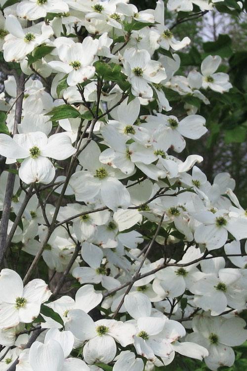 Cornus Florida Rivendell Snowfall Single Stem - View 14 from www redcrocus com
