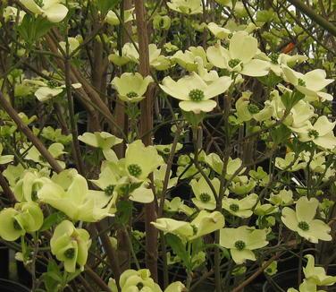 Cornus Florida Rivendell Snowfall Single Stem - View 15 from www redcrocus com