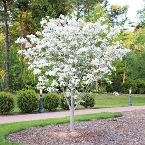 Cornus Florida Rivendell Snowfall Single Stem - View 18 from www redcrocus com