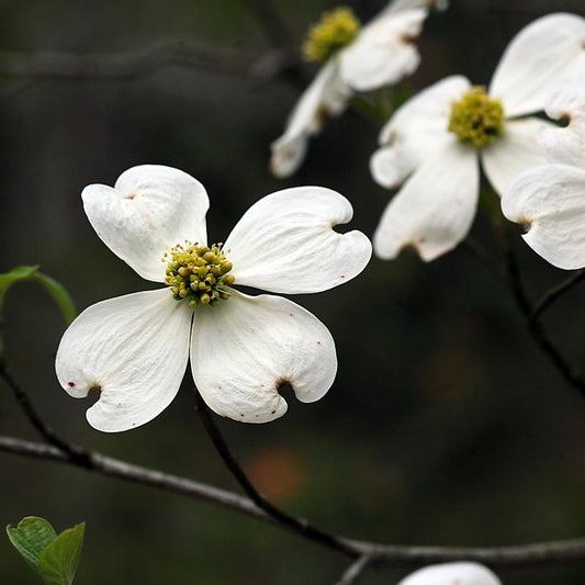 Cornus Florida Rivendell Snowfall Single Stem - View 1 from www redcrocus com