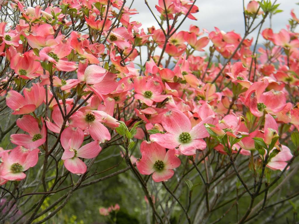 Cornus Florida Rivendell Snowfall Single Stem - View 8 from www redcrocus com