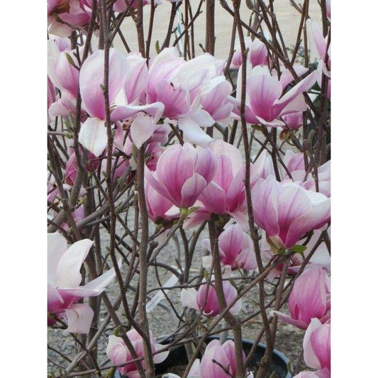 Magnolia Soulangeana Verbanica Multi Stem - View 10 from www redcrocus com