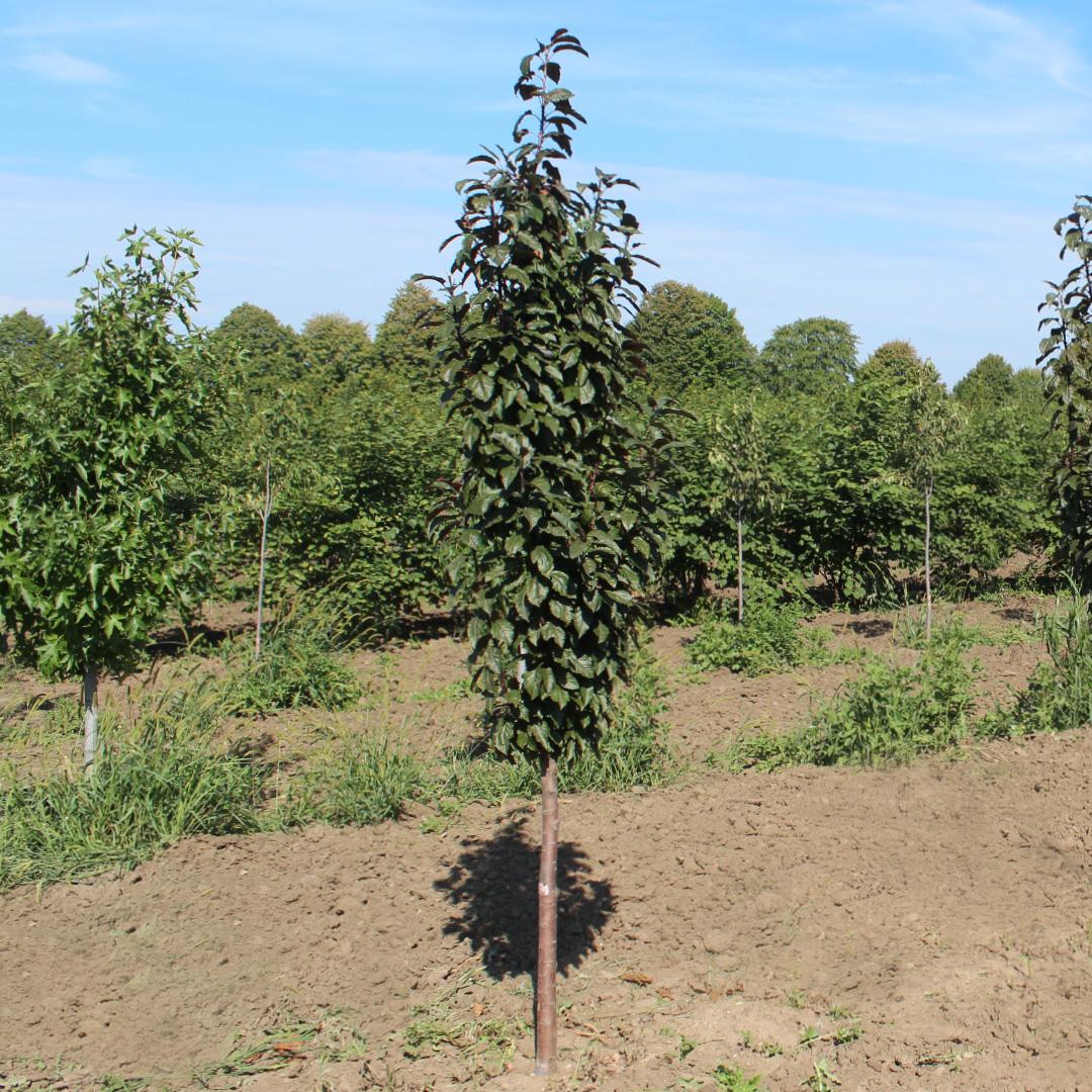 Malus Raspberry Spear - View 12 from www redcrocus com