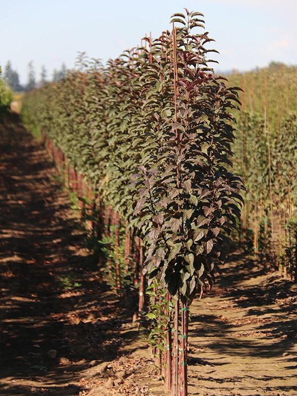 Malus Raspberry Spear - View 13 from www redcrocus com