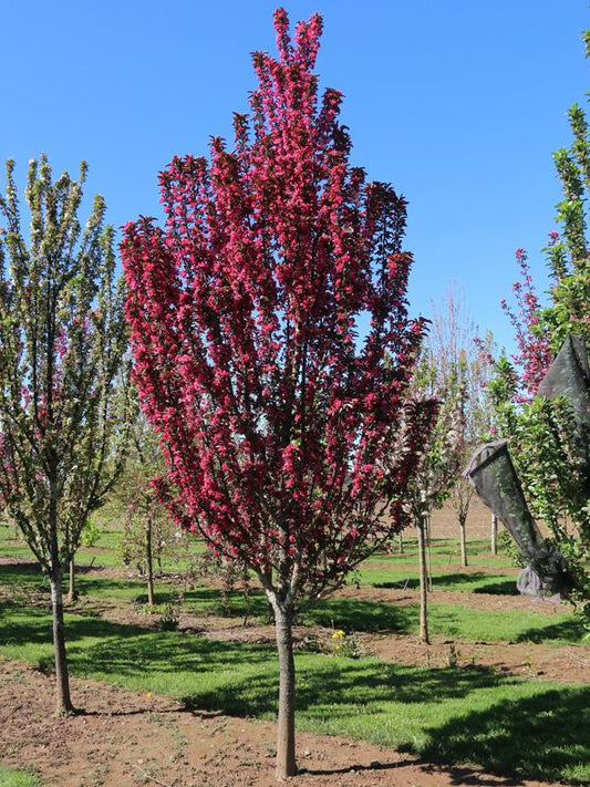 Malus Raspberry Spear - View 1 from www redcrocus com