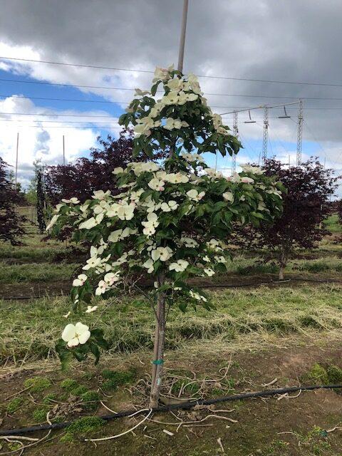 Cornus Venus Single Stem - View 16 from www redcrocus com