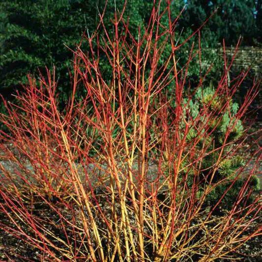 Cornus Venus Single Stem - View 18 from www redcrocus com