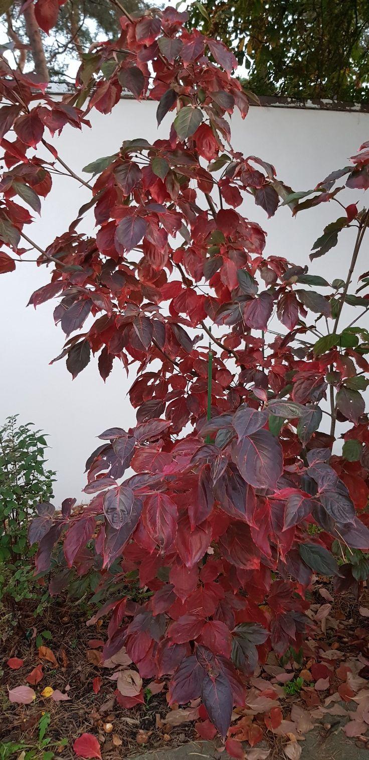 Cornus Venus Single Stem - View 19 from www redcrocus com