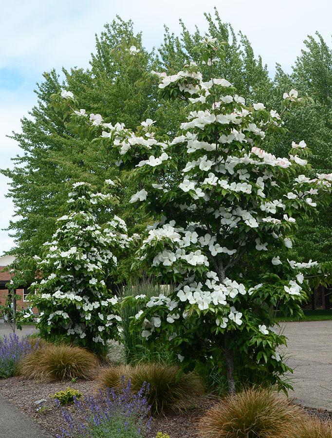 Cornus Venus Single Stem - View 2 from www redcrocus com