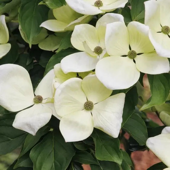 Cornus Venus Single Stem - View 8 from www redcrocus com