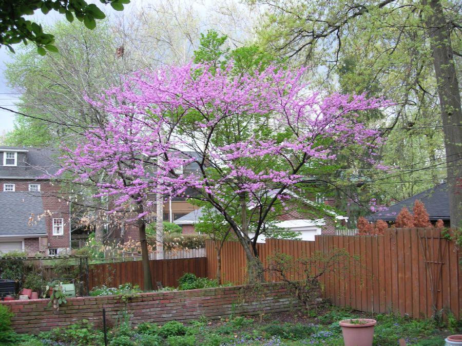 Cercis Canadensis Zig Zag Single Stem - View 12 from www redcrocus com