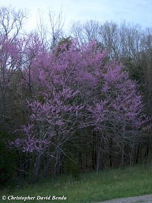 Cercis Canadensis Zig Zag Single Stem - View 14 from www redcrocus com