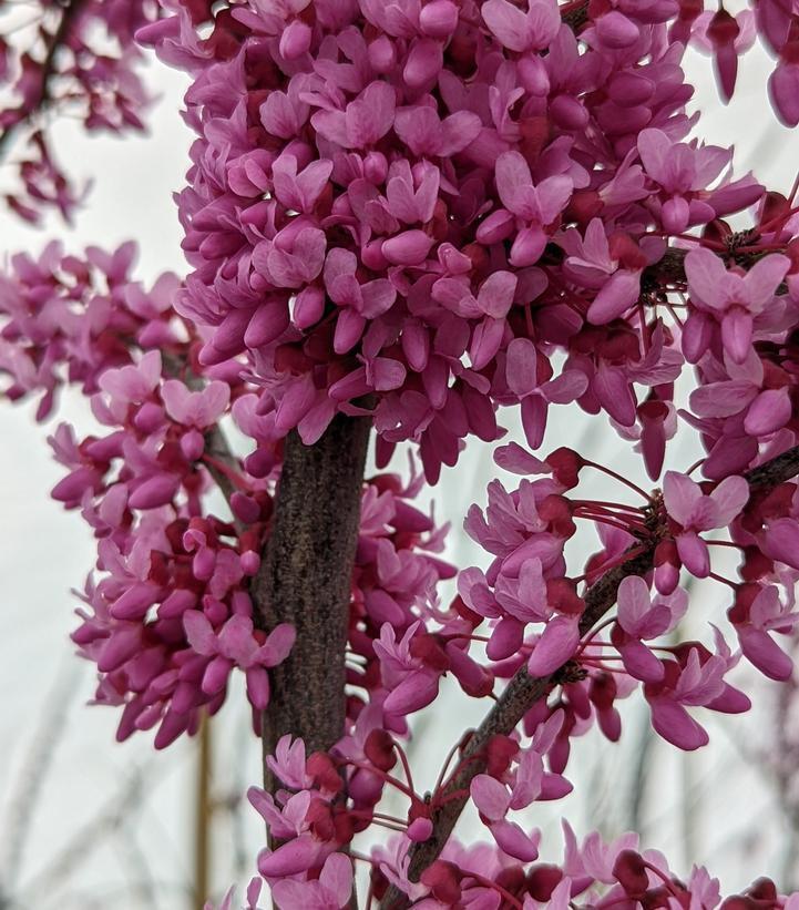 Cercis Canadensis Zig Zag Single Stem - View 15 from www redcrocus com