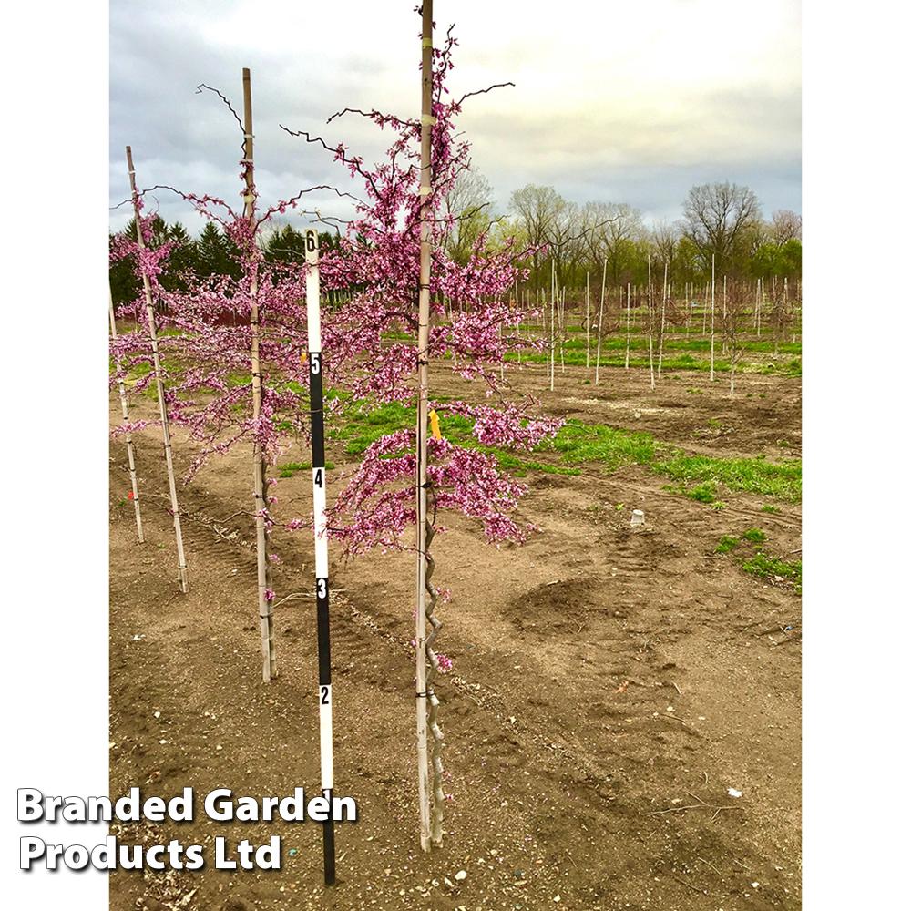 Cercis Canadensis Zig Zag Single Stem - View 1 from www redcrocus com