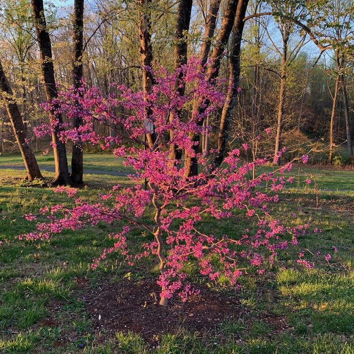 Cercis Canadensis Zig Zag Single Stem - View 5 from www redcrocus com