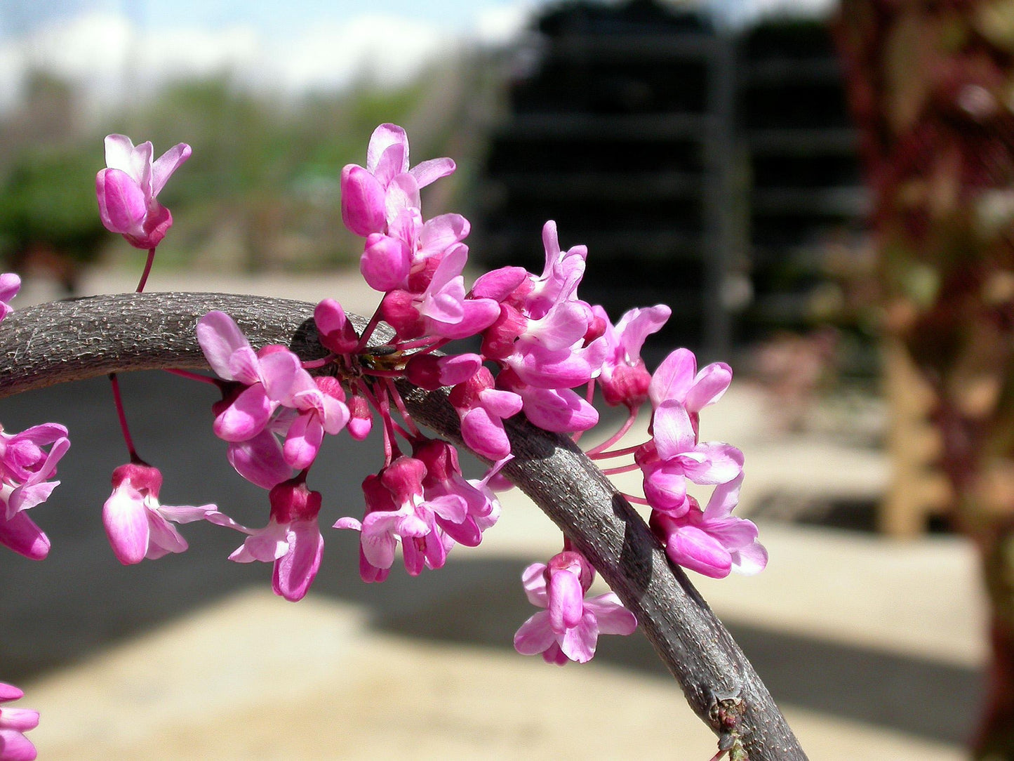 Cercis Canadensis Luscious Lavender Single Stem - View 12 from www redcrocus com