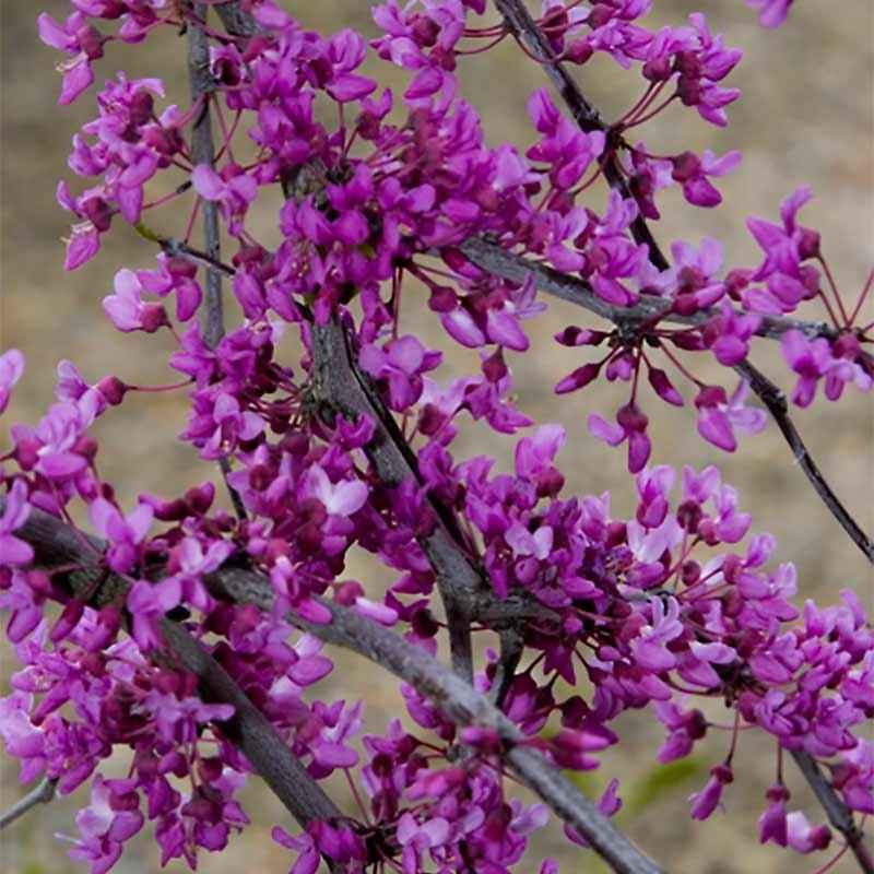 Cercis Canadensis Luscious Lavender Single Stem - View 13 from www redcrocus com