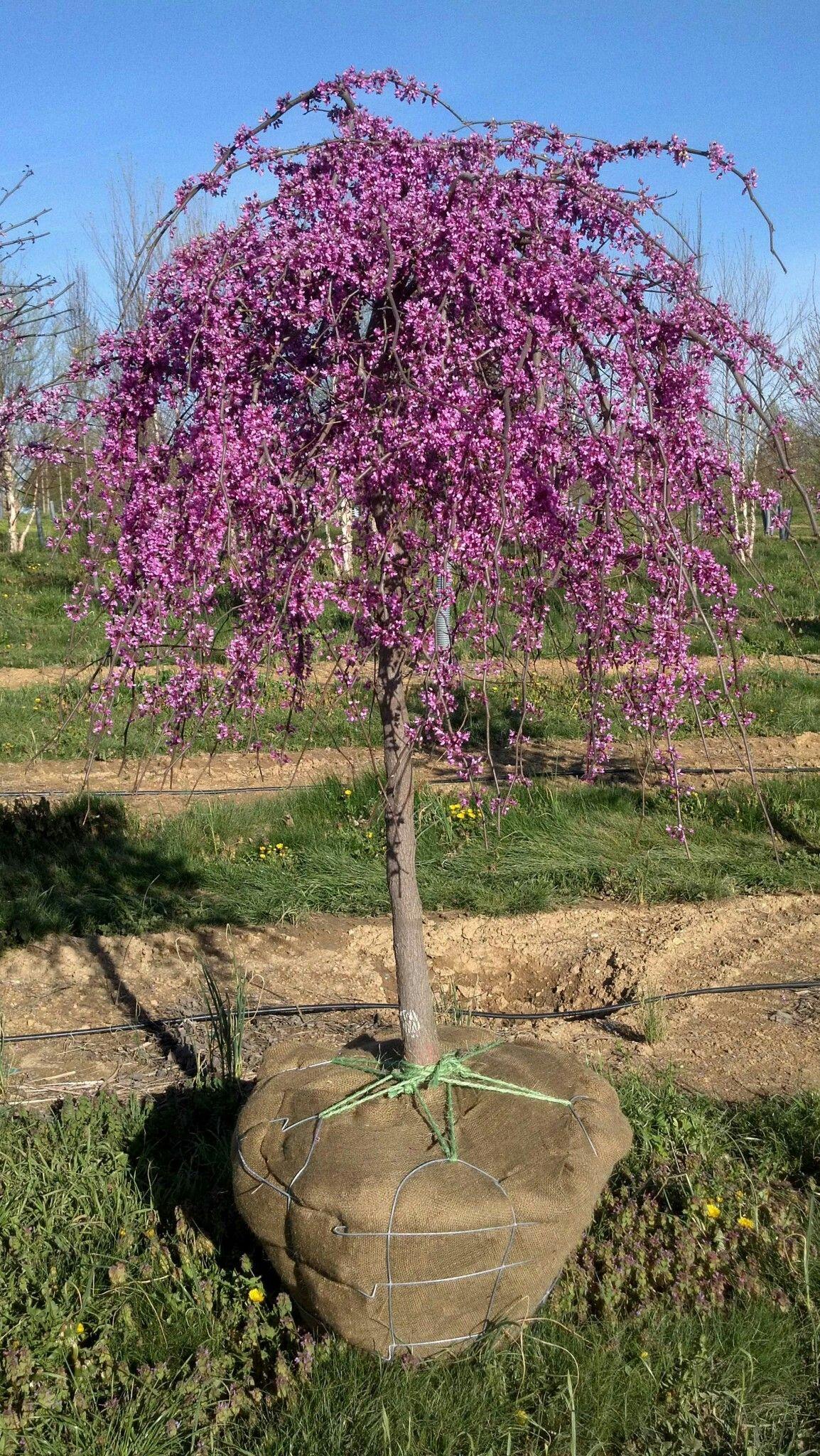 Cercis Canadensis Luscious Lavender Single Stem - View 14 from www redcrocus com
