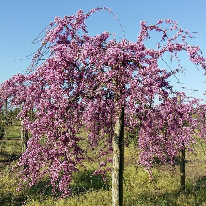 Cercis Canadensis Luscious Lavender Single Stem - View 15 from www redcrocus com