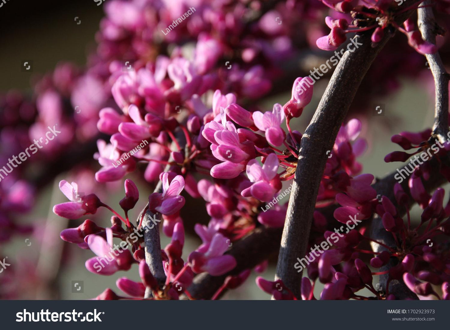 Cercis Canadensis Luscious Lavender Single Stem - View 16 from www redcrocus com