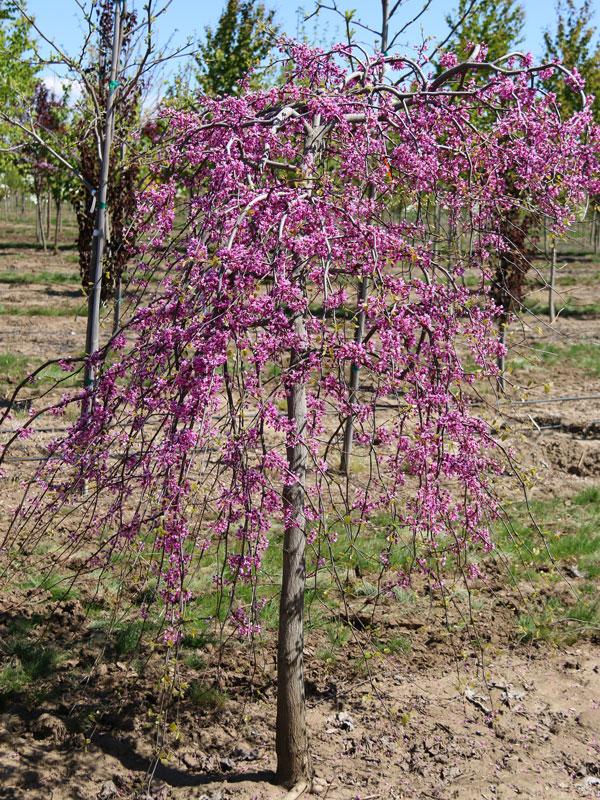 Cercis Canadensis Luscious Lavender Single Stem - View 17 from www redcrocus com