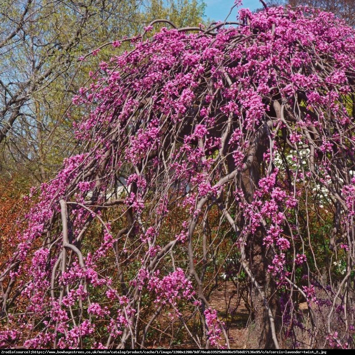 Cercis Canadensis Luscious Lavender Single Stem - View 18 from www redcrocus com