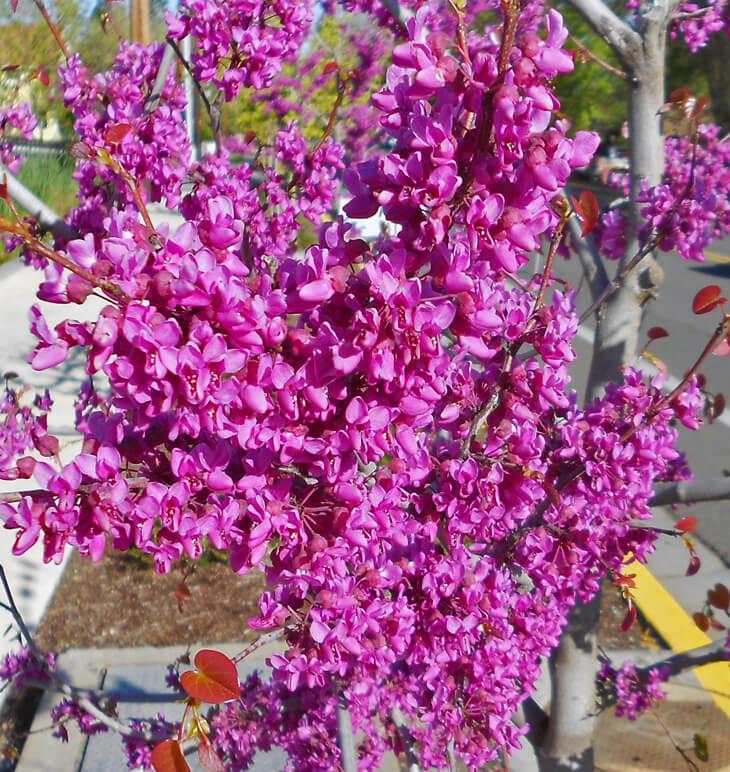Cercis Canadensis Luscious Lavender Single Stem - View 19 from www redcrocus com