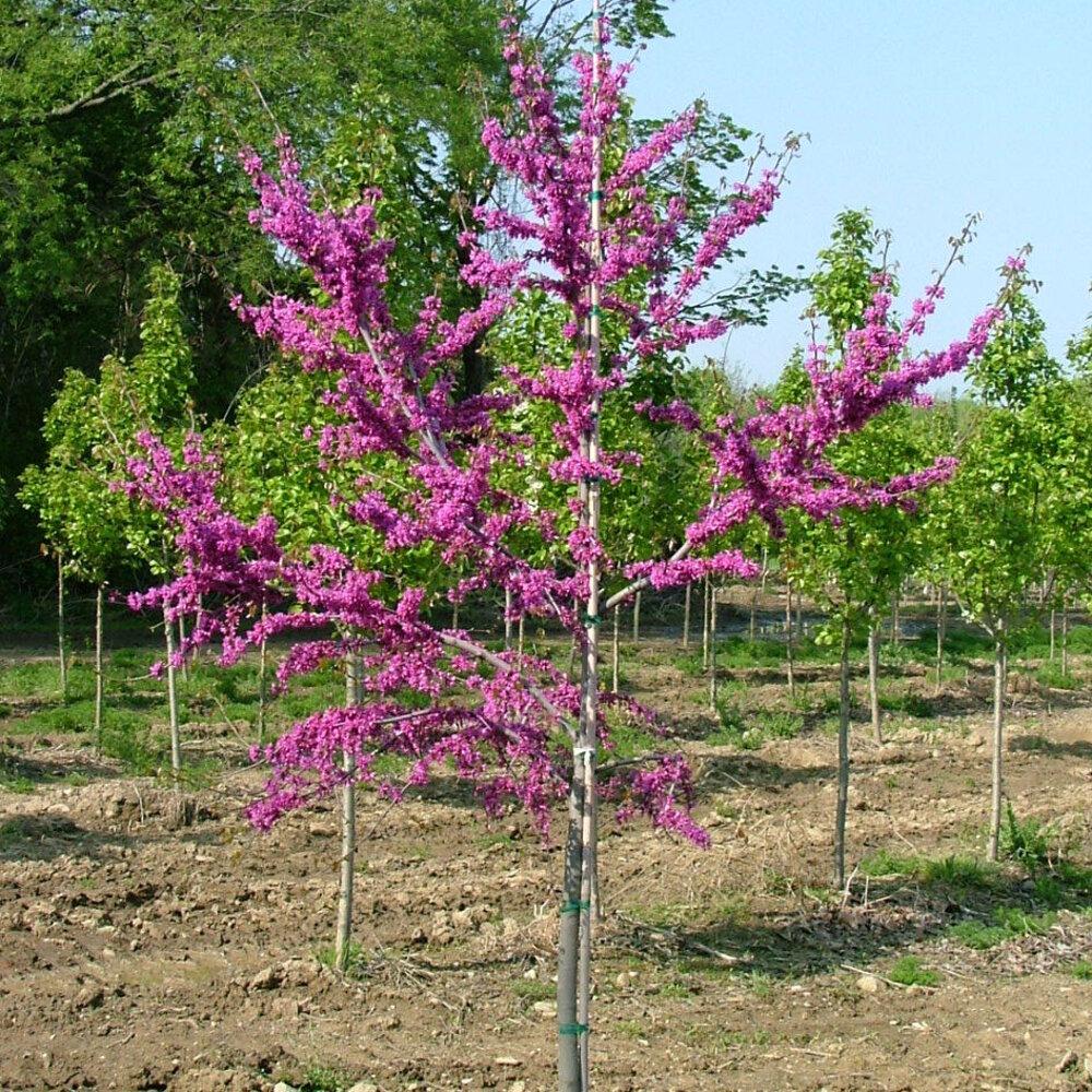 Cercis Canadensis Luscious Lavender Single Stem - View 1 from www redcrocus com