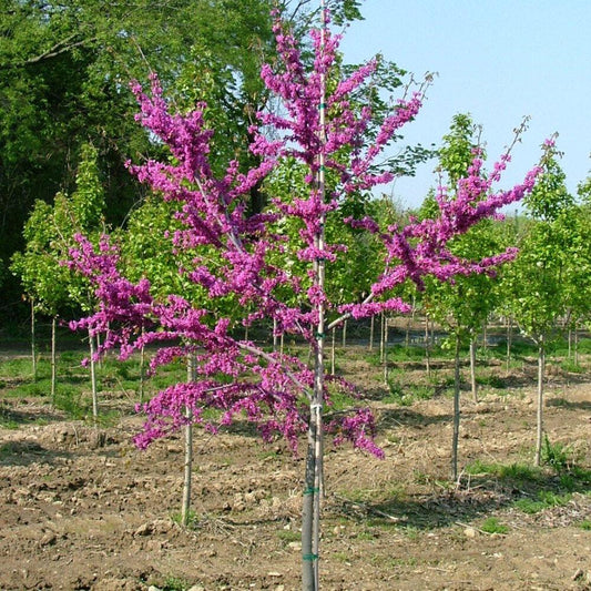 Cercis Canadensis Luscious Lavender Single Stem - View 1 from www redcrocus com