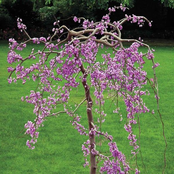 Cercis Canadensis Luscious Lavender Single Stem - View 20 from www redcrocus com