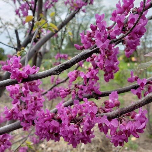 Cercis Canadensis Luscious Lavender Single Stem - View 2 from www redcrocus com