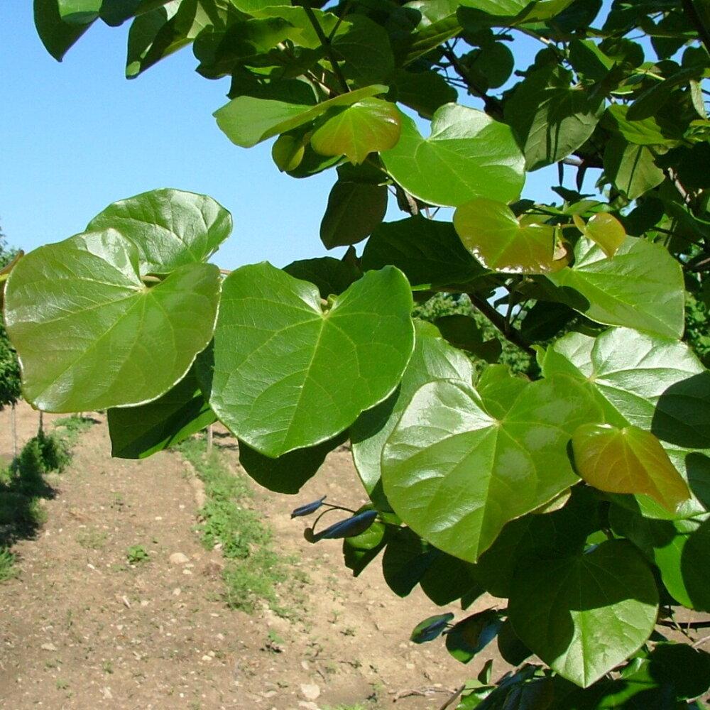Cercis Canadensis Luscious Lavender Single Stem - View 3 from www redcrocus com