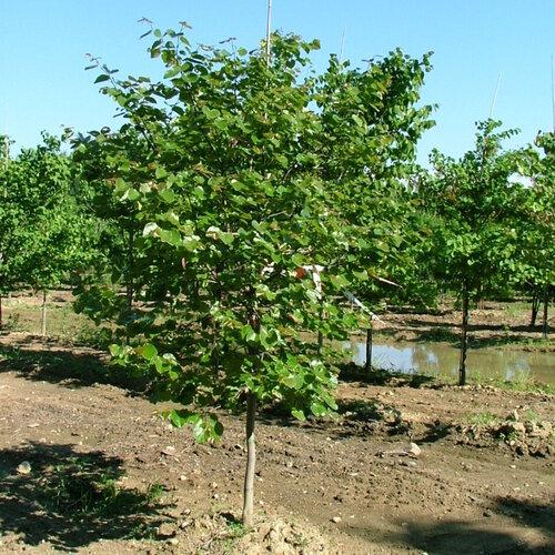Cercis Canadensis Luscious Lavender Single Stem - View 4 from www redcrocus com